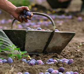 Panier de pruneaux